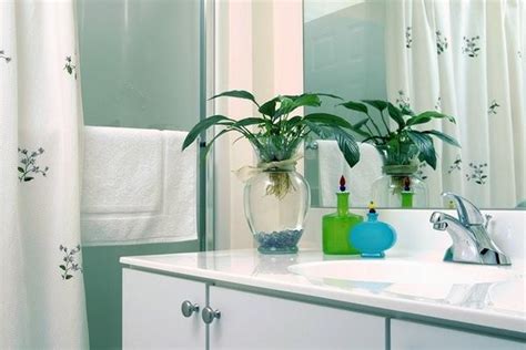 洗手間植物